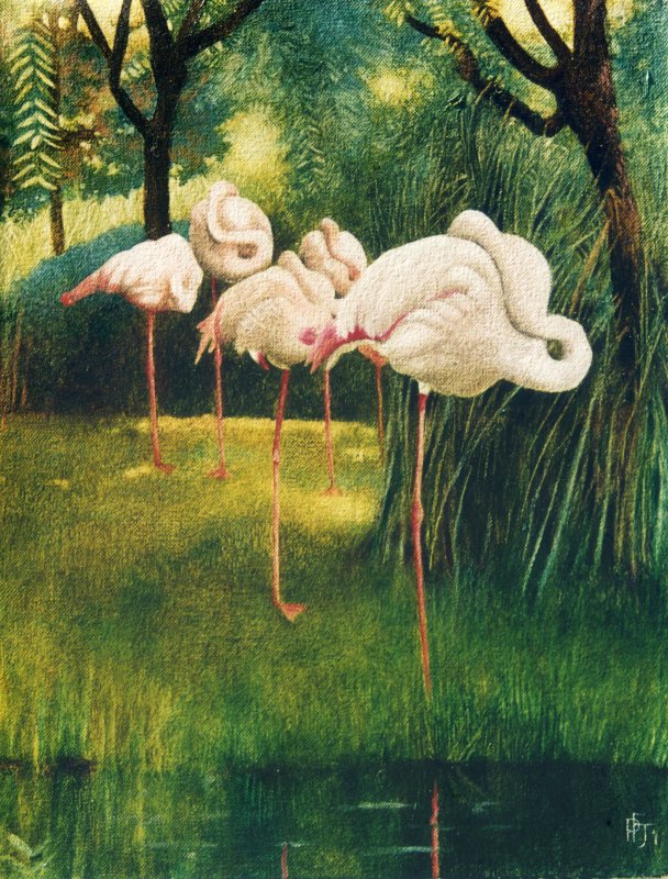 Flamingos at Rest