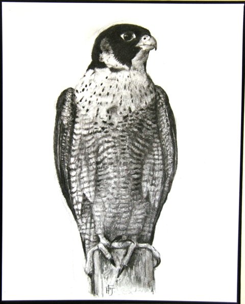 Peregrine Falcon,