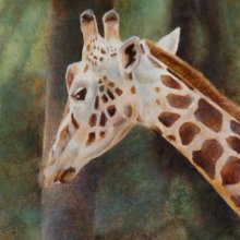 Giraff