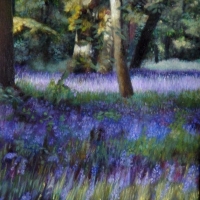 Bluebells at Bruern