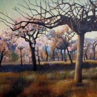 Fig Trees & Almond Blossom in February.