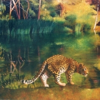 Leopard at the Pool