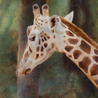 Giraff