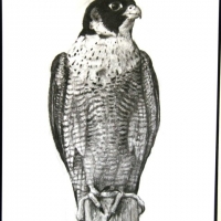 Peregrine Falcon,