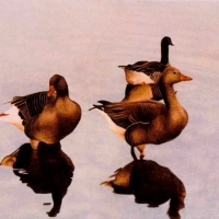 Three Geese