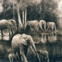 Forest Elephants