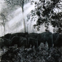 -Elephants-in-the-glade