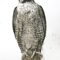 Charcoal-ink-Peregrine