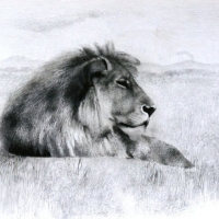 Lion-Study