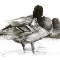 Mallard Drake