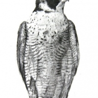 Peregrine-Falcon