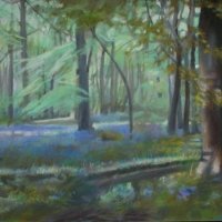 1_0522-Bluebells-in-Nature-Reserve