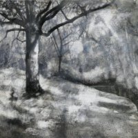 WALNUT TREE IN SPRING