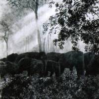 Elephants in the Glade