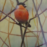 Hedgerow (Bullfinch)