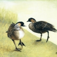 Nene Geese at Slimbridge