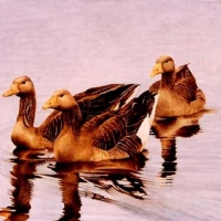 Three Geese