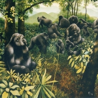 Gorillas, Bwindi National Park