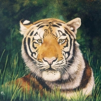 Tiger Portrait