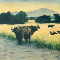 Water Buffalo at Queen Elizabeth Park